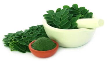 Moringa leaf and powder