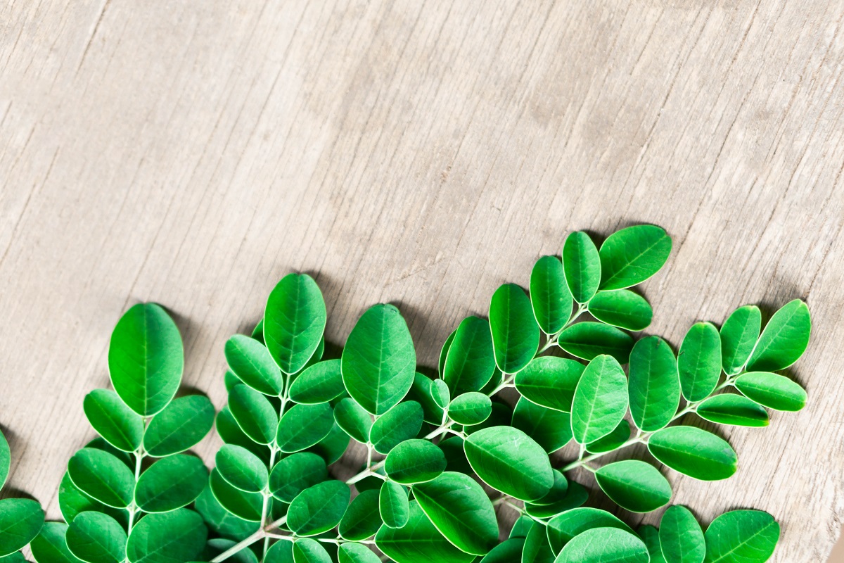 moringa leaves - moringa benefits