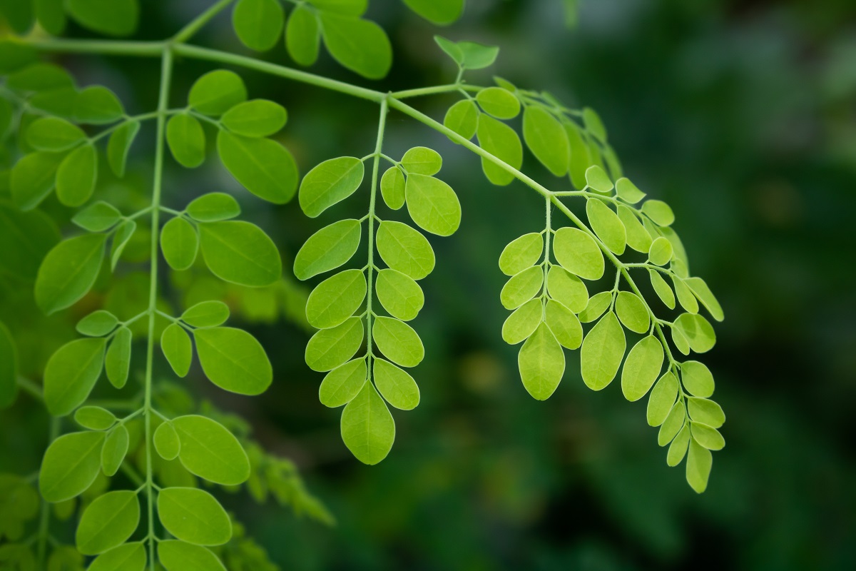 moringa oleifera leaves - benefits of moringa